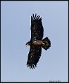 _6SB9472 immature bald eagle